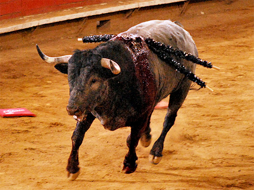 Los combates toro con banderillas Fotografía de stock - Alamy