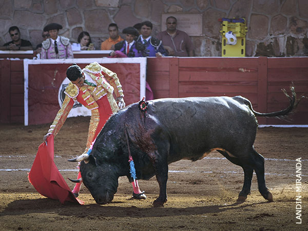 Noble toro de Campo Real