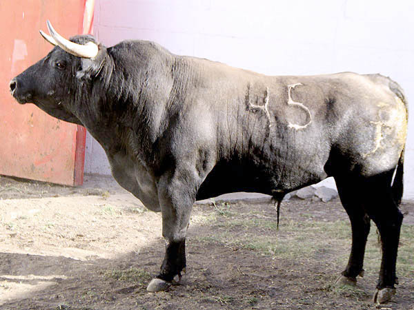 Toro No. 45
