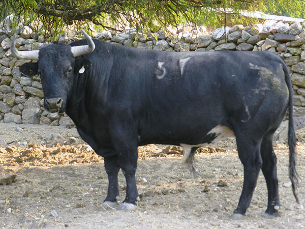 Toro No. 57