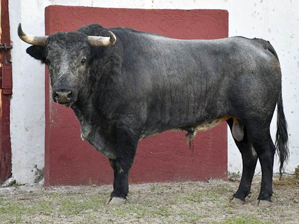 Toro No. 187 (Rancho Seco)