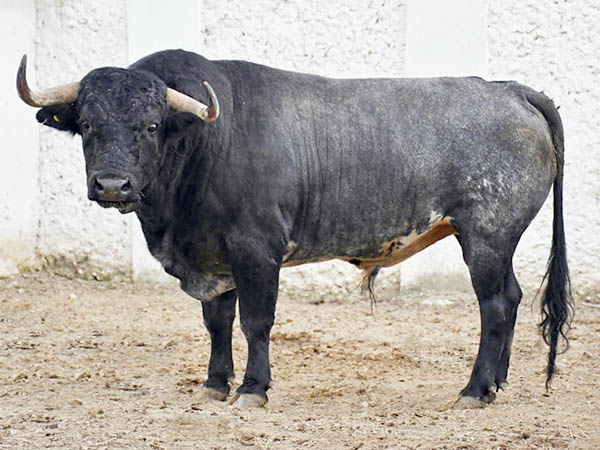 Toro No. 153 (Rancho Seco)