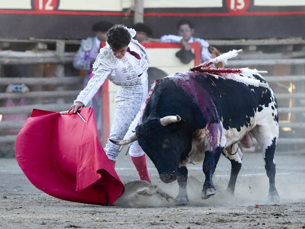 El pitn derecho del berrendo