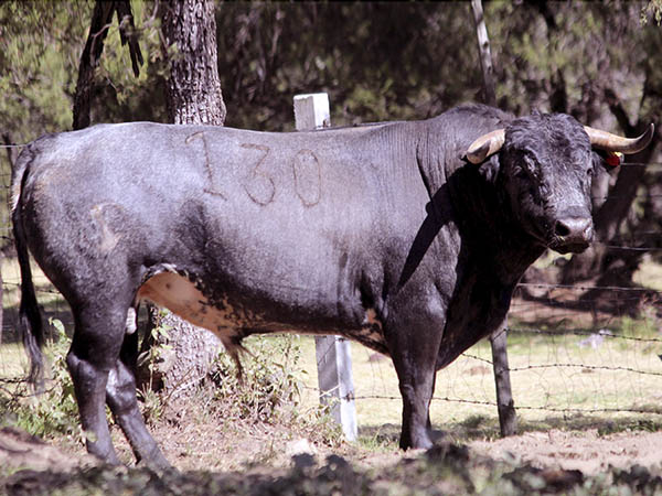Toro No. 130