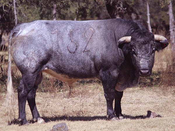 Toro No. 152