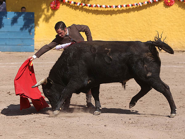 Fiesta campera con un toro