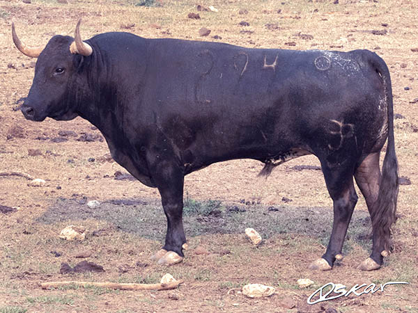 Toro No. 294 