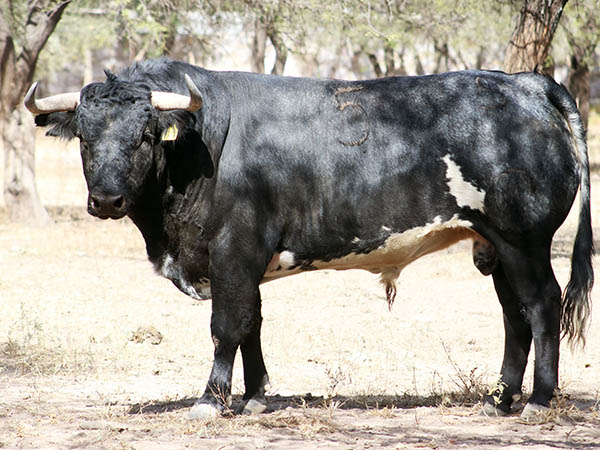 Toro No. 5 (La Punta)