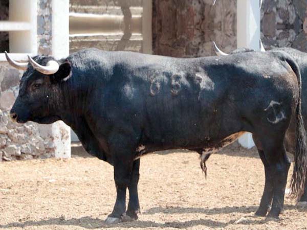 Los toros de Teófilo y Bernaldo para Juriquilla