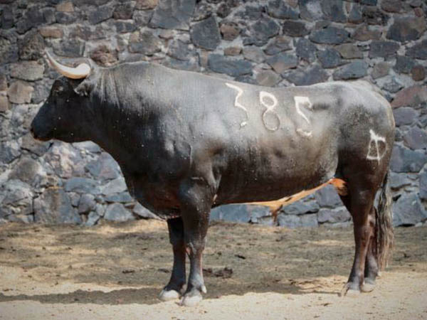 Toro 385 (Bernaldo de Quirs)