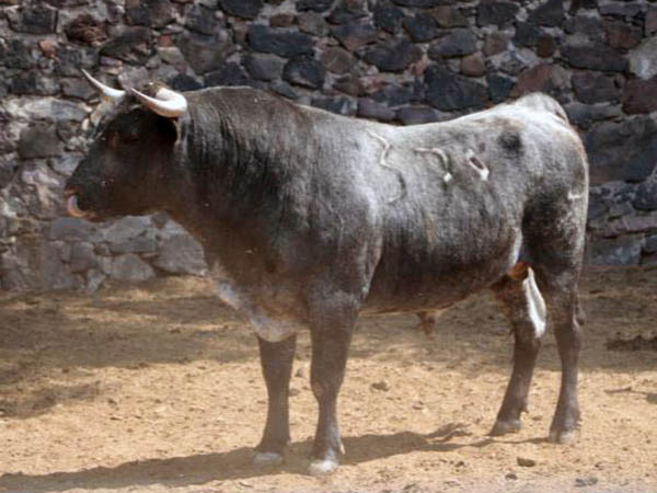 Toro 378 (Bernaldo de Quirs)