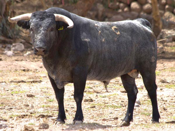 Los toros de Vistahermosa para Xico