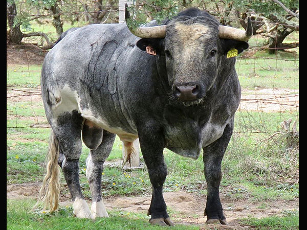 Los toros de Rancho Seco para Huamantla