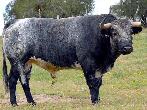 Los toros de Rancho Seco para Huamantla