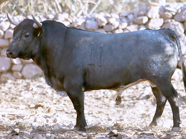 Reseñan los toros de Pepe Arroyo para Texcoco