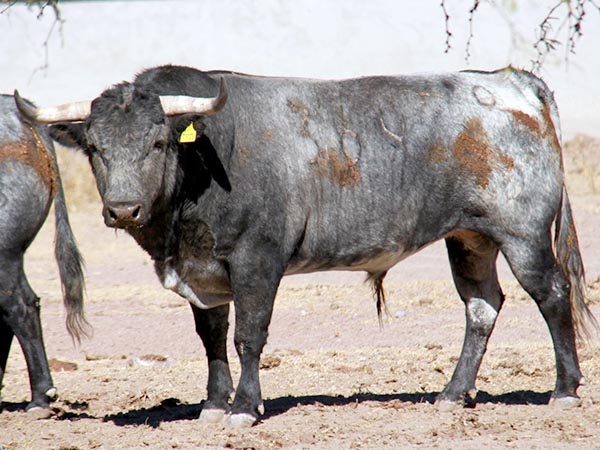 Los toros de Bernaldo de Quirós para Morelia