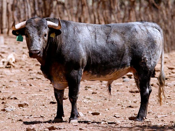 Los toros de Torrecilla para abrir Texcoco