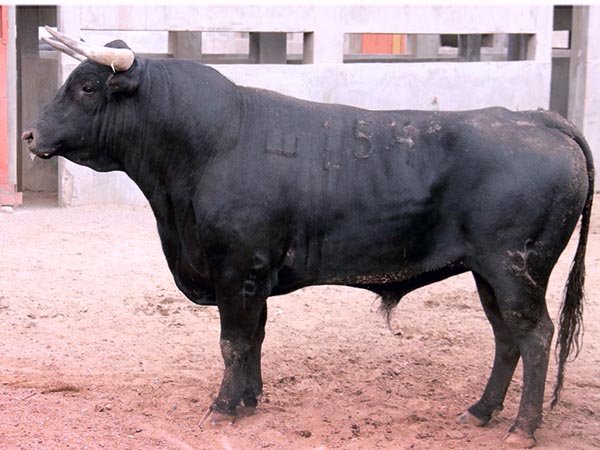 Toro No. 154