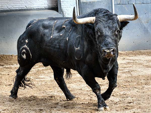 Sortean los toros de Fuente Ymbro en Madrid