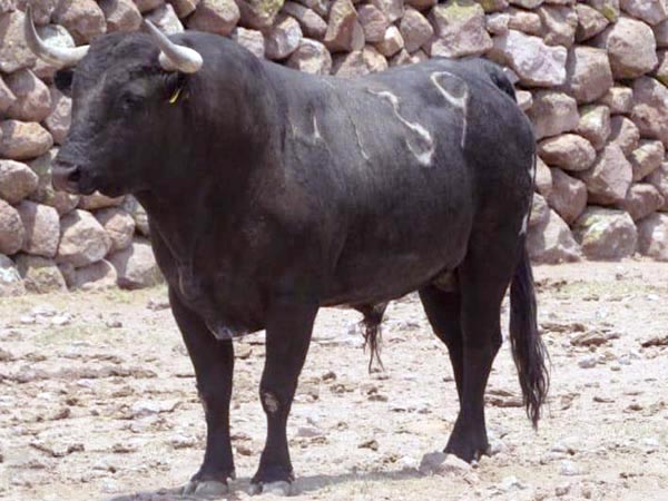 Reseñan los toros para Tequisquiapan