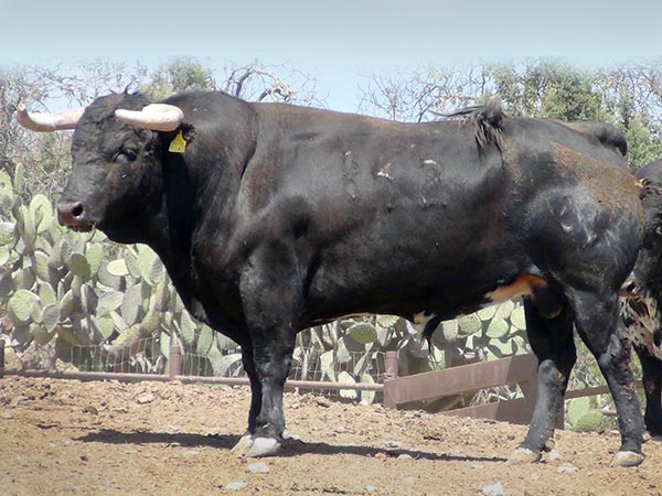 Los toros para la encerrona de Fonseca