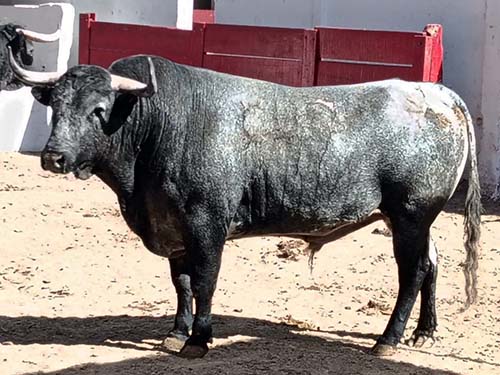 Rese&ntilde;an el encierro para Guadalajara