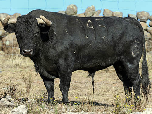 Los toros de Las Huertas para "Cinco Villas"