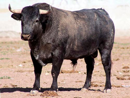 Rese&ntilde;an el primer encierro para Autl&aacute;n