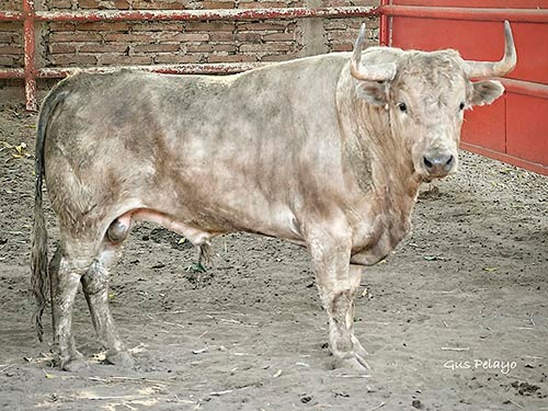 Rese&ntilde;an la corrida de Bego&ntilde;a para Autl&aacute;n