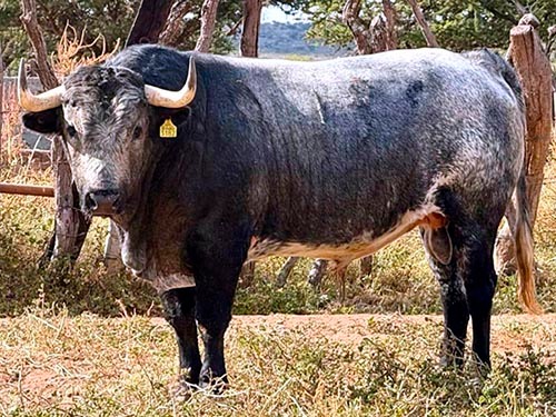 El encierro de Pozohondo para M&eacute;rida