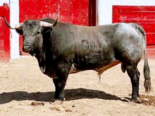Rese&ntilde;an toros de Tequisquiapan en Guadalajara
