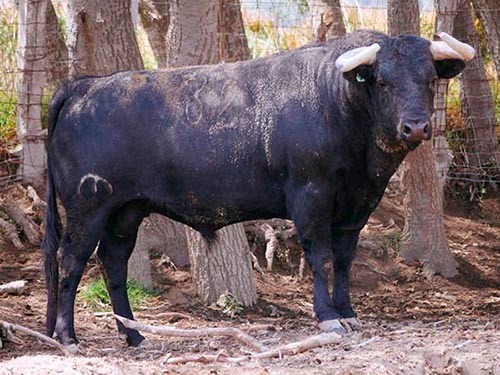 Los toros de Zacatepec para "Los Azulejos"