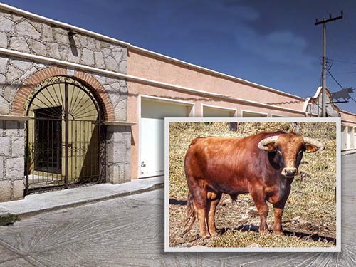 Rese&ntilde;an los toros para la corrida de Apan