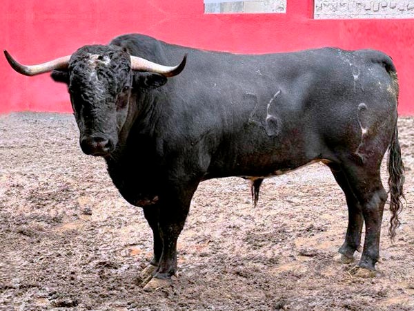 El encierro de La Estancia para Monterrey