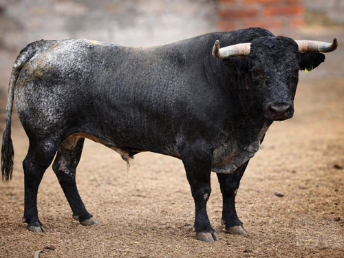 Toros de Boquilla del Carmen para "Cinco Villas"