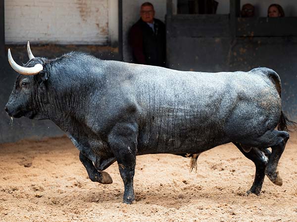 Calita enfrenta un hierro m&iacute;tico en Madrid