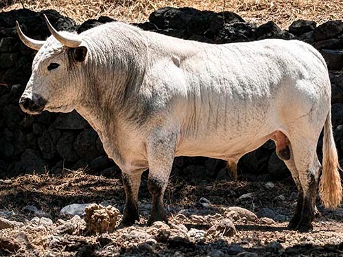 Los toros para la goyesca de Tlaxcala