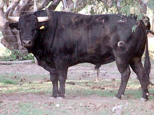 Rese&ntilde;an toros de La Punta para Jes&uacute;s Mar&iacute;a