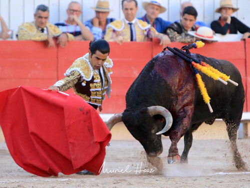 La raza de San Rom&aacute;n gusta en Arles