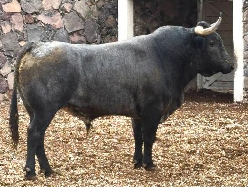 Rese&ntilde;an los toros para Juriquilla