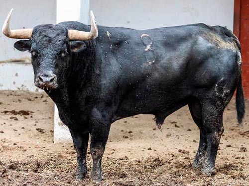 Rese&ntilde;an toros de Jos&eacute; Juli&aacute;n en Pachuca