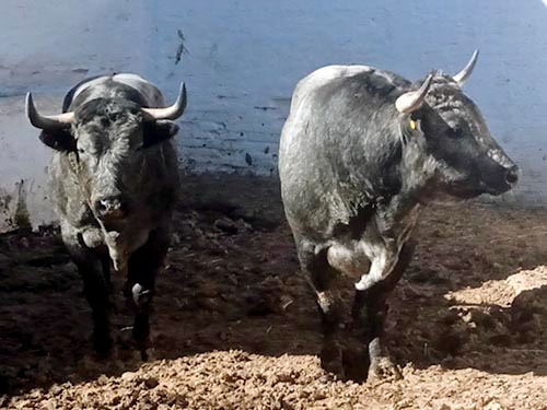 Rese&ntilde;an toros de Galindo para Pachuca