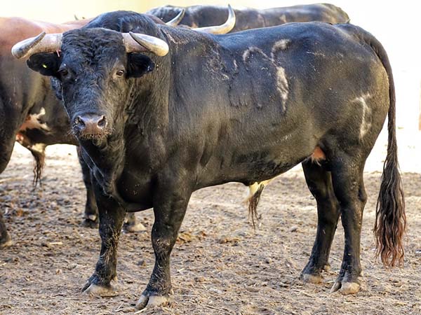 Rese&ntilde;an toros de Las Huertas para Tlaxcala