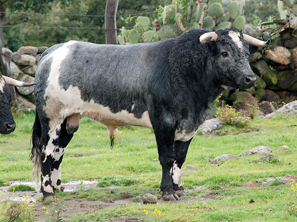 No. 184, berrendo en c�rdeno