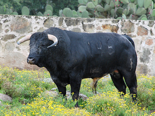 No. 146, negro bragado