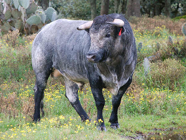 No. 144, c�rdeno claro