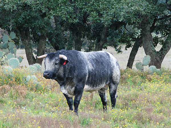 No. 143, c�rdeno nevado