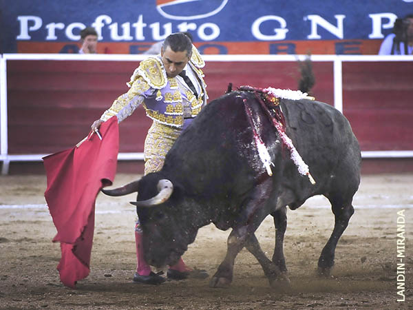 Tratando de meterlo a la muleta