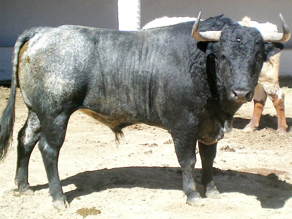 No. 82, c�rdeno oscuro, 550 kg.