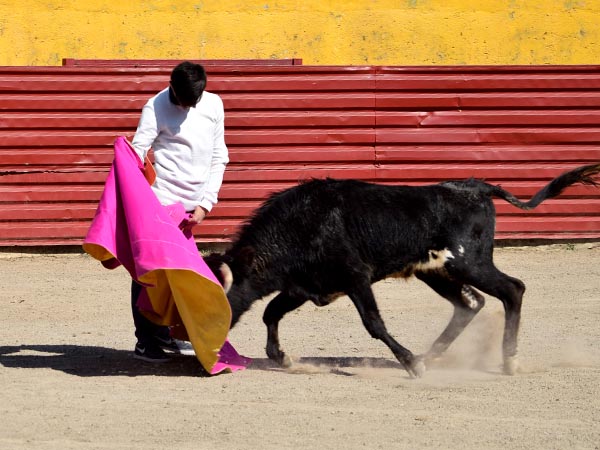 Vericalidad capotera